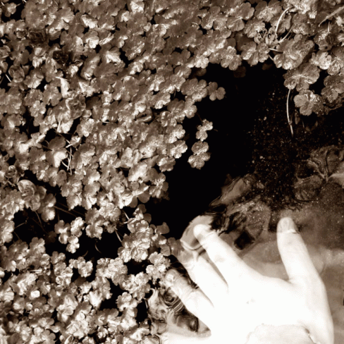 Lapageria Rosea : Extractos de las Plantas - Contacto Espiritual